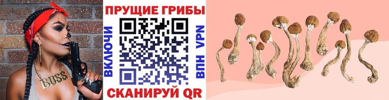 Галлюциногенные грибы Psilocybe  Трубчевск 